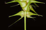 Giant sedge